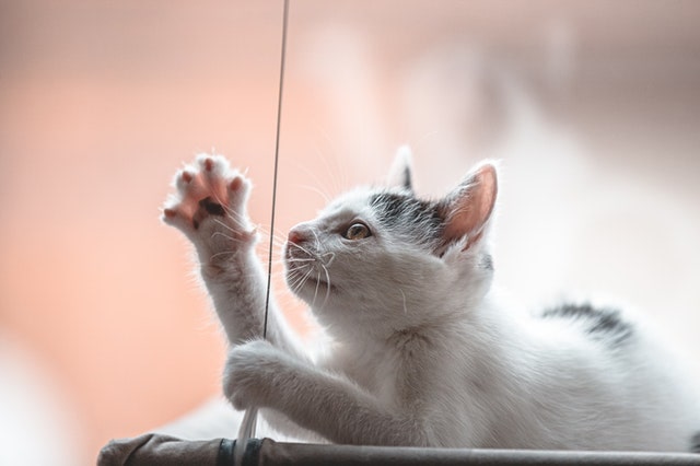 spotted white kitten stretching its paw