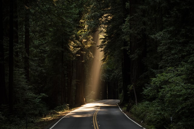 sun coming through the trees onto road